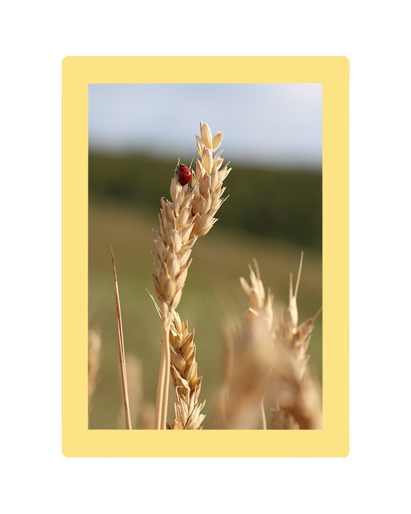Cadre photo SLIMPYX adhésif - 13 x 18 cm - Jaune paille - 3683080261652