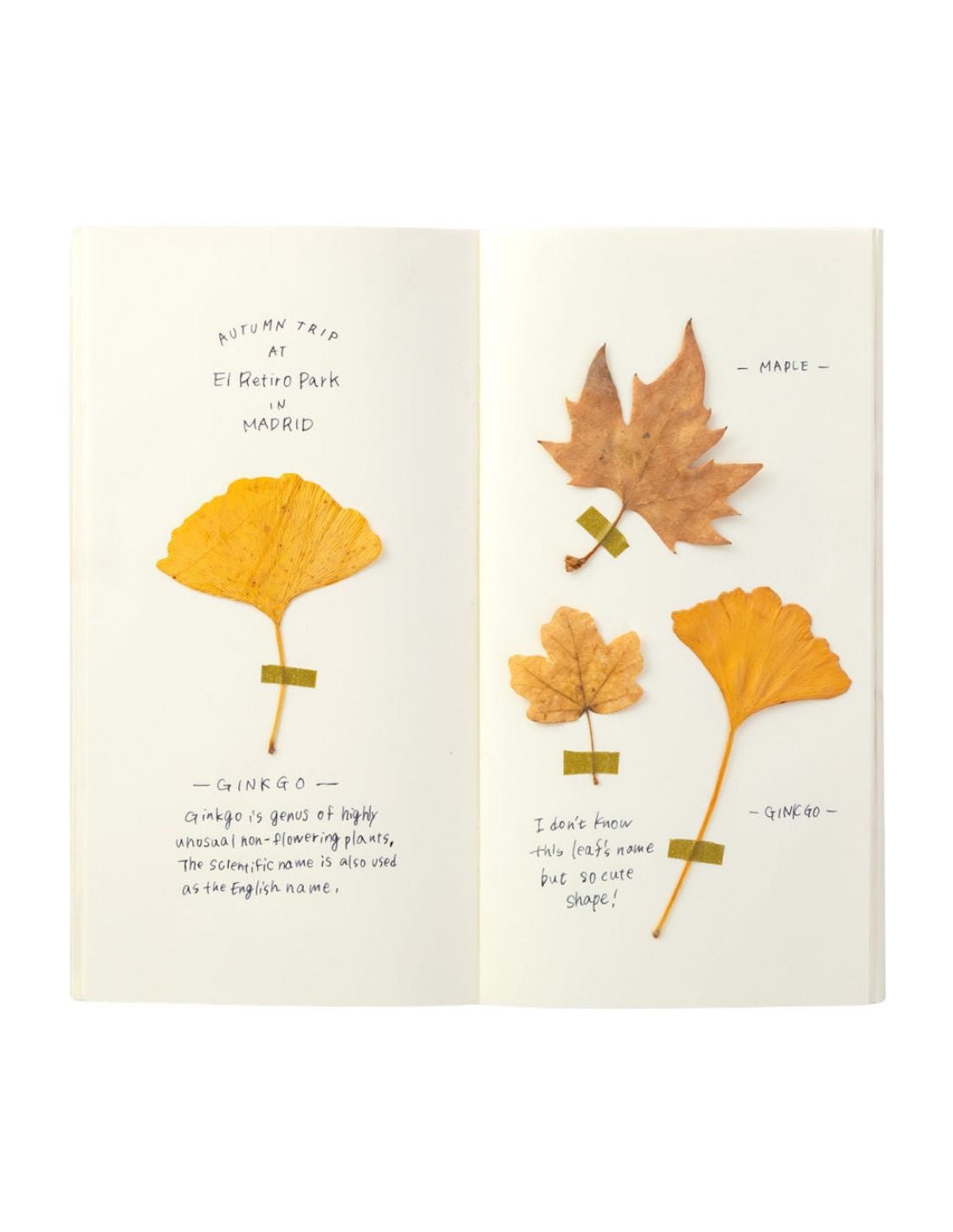 TRAVELER'S notebook 025 - carnet papier crème (regular size) - TN Regular size - Uni - 4902805143998